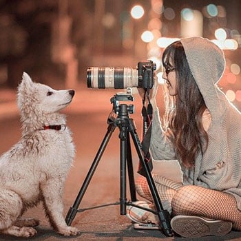 狗狗看着相机来说明一个与集中注意力有关的概念