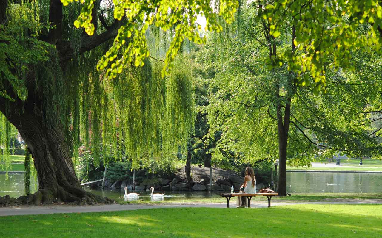 一个人坐在公园的长椅上，在一棵巨大的垂柳树下。两只天鹅漂浮在他们前面的池塘里。