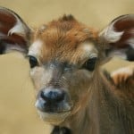 一只鹿的图片，帮助说明如何使用可爱的动物快速记住拼写