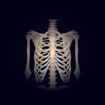 与记忆技术相关的医疗解剖结构骨架图像