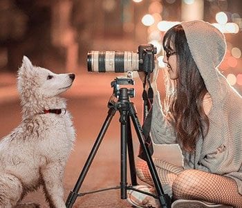 狗狗看着相机来说明一个与集中注意力有关的概念