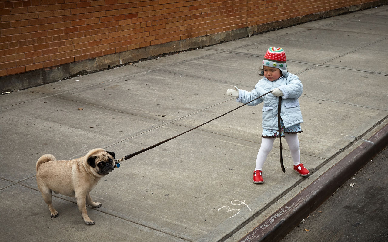 注意力分散可能是选择性记忆受损造成的。照片哈巴狗拉着皮带，由一个小孩带领。
