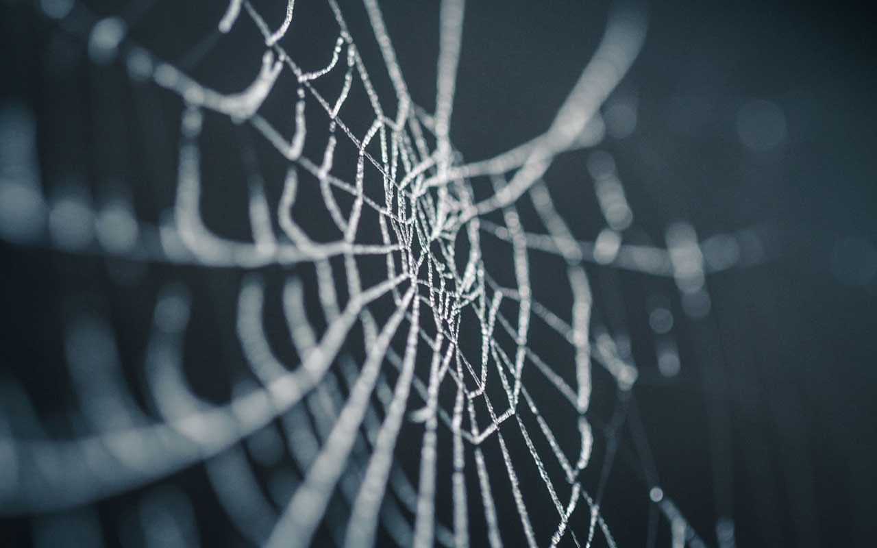 蜘蛛网，就像恐怖电影里的一样，你的内隐记忆让你害怕蜘蛛。