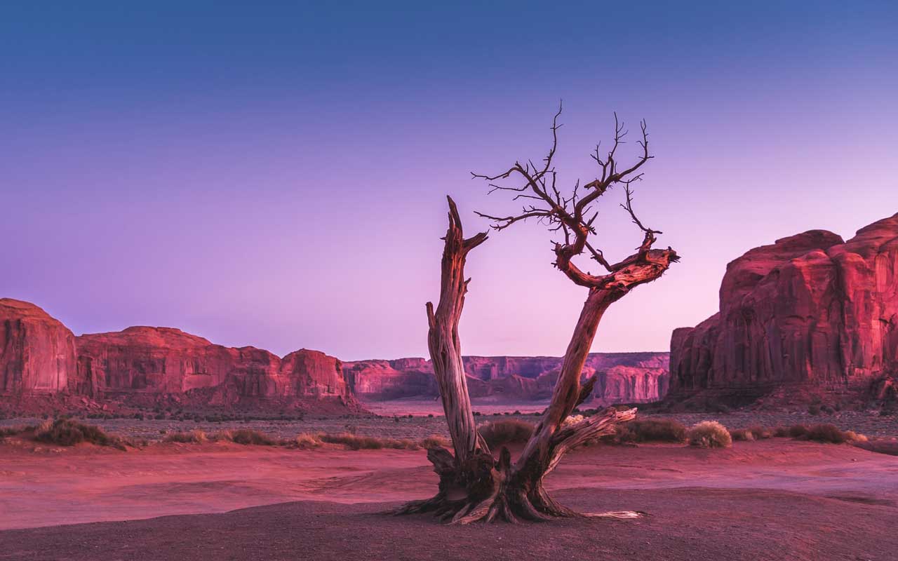 夕阳下的沙漠枯树，染成紫色和粉红色。