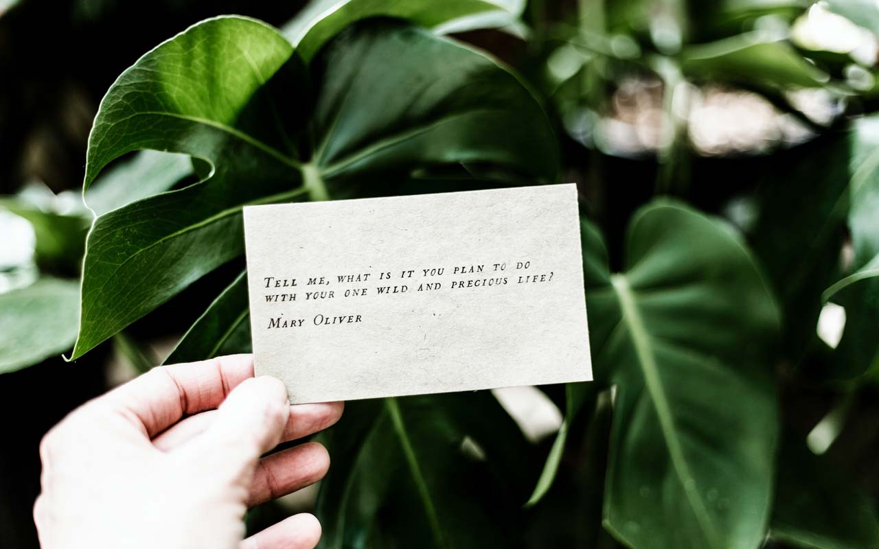 一张卡片，上面写着玛丽·奥利弗的诗“告诉我，你打算如何度过你狂野而宝贵的一生”，放在一株绿色的室内植物前。