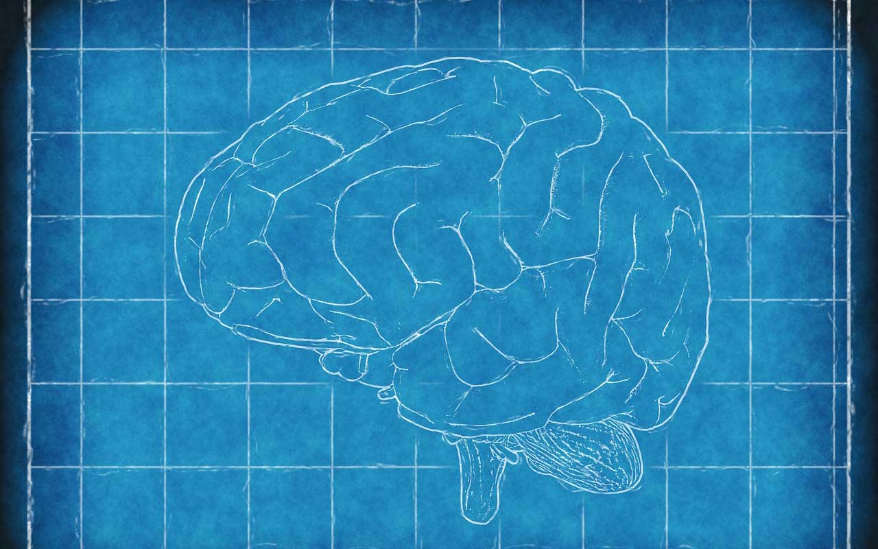 在蓝图背景下的大脑草图。
