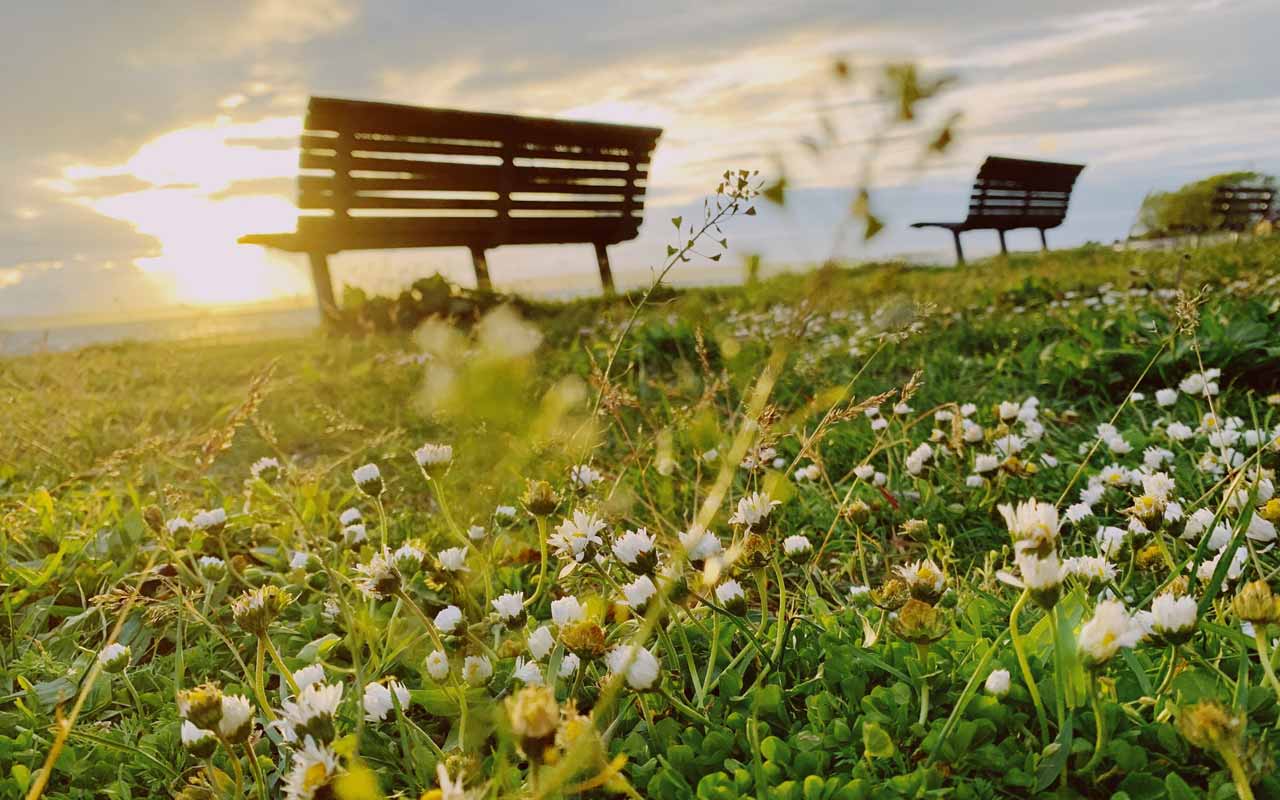 公园的长椅排列在长满野花的草地上。你可以使用空间锚，比如一个你喜欢学习的特定公园，帮助你集中精力学习。