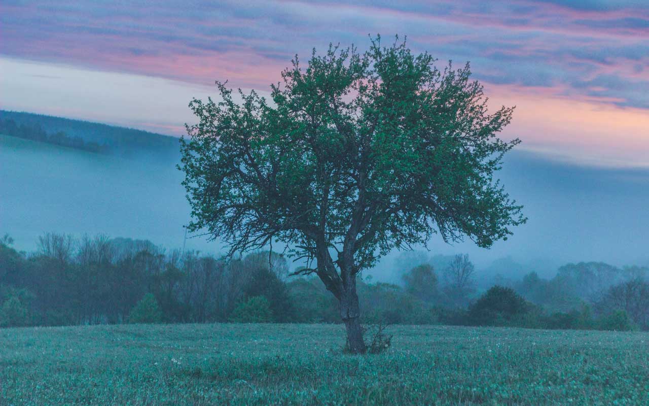 日出时的一棵树，映衬着雾蒙蒙的山。当使用KAVE COGS方法时，这可能是一个浮现在脑海中的图像。