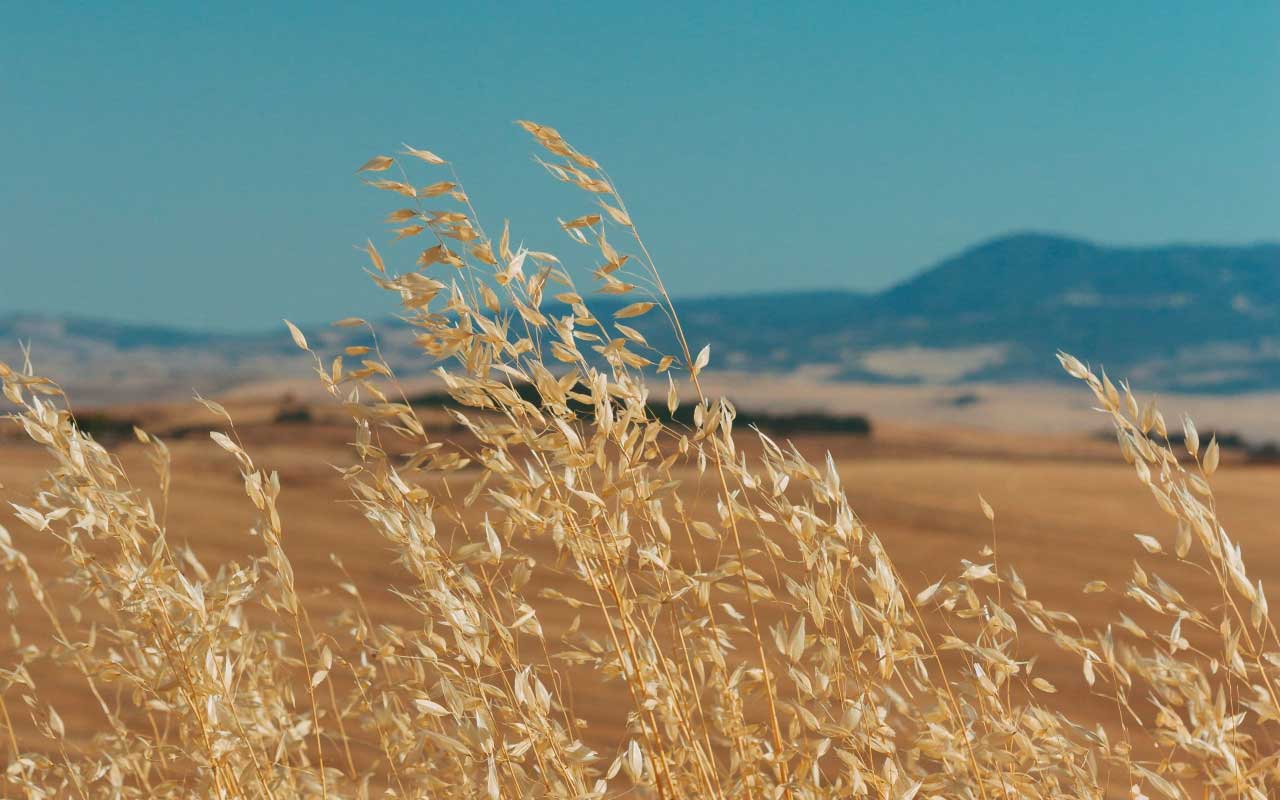 小麦领域与蓝色山脉在背景中，很像在这个导致的可视化中的图像。