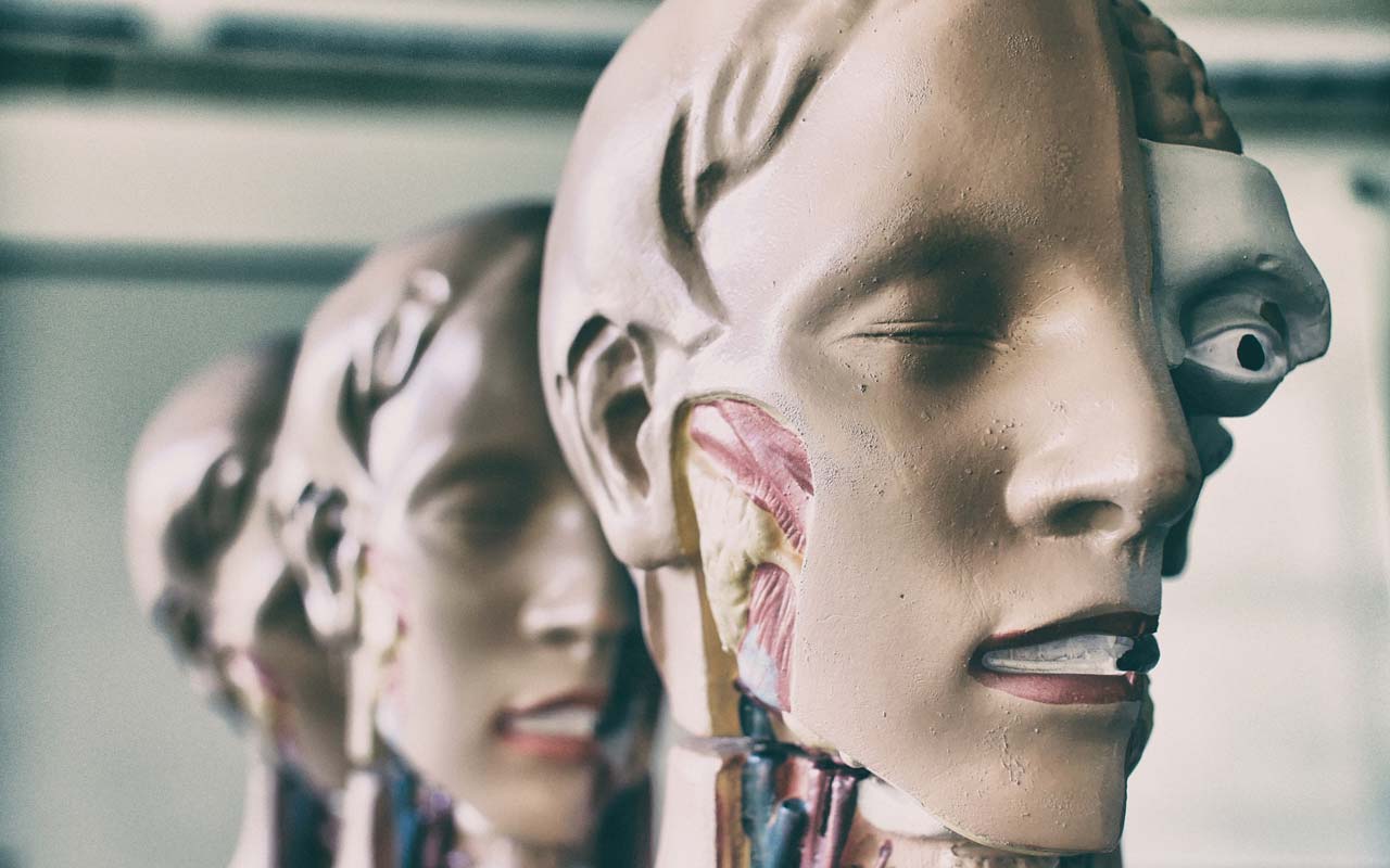 解剖模型排成一排，展示了人类头部的横截面，包括下颚的肌肉。