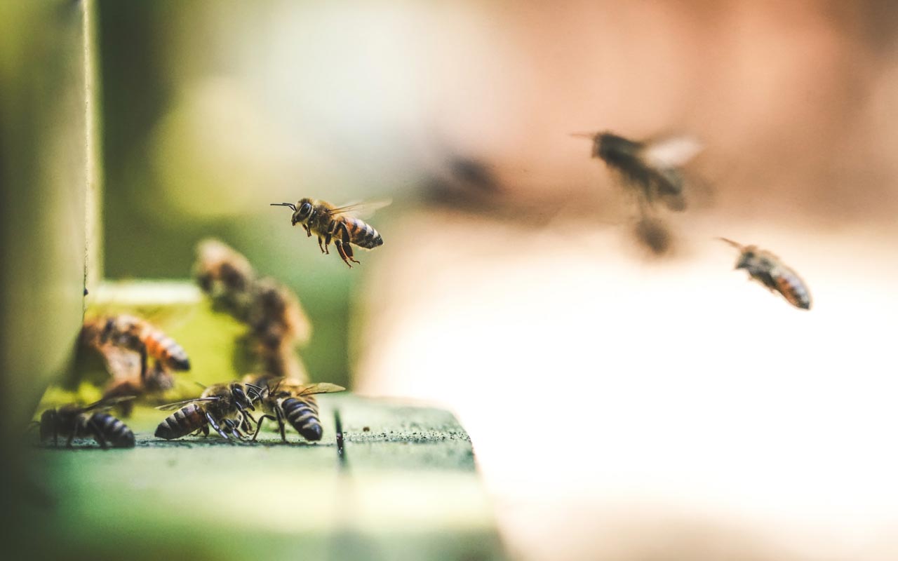 蜜蜂飞向蜂巢的入口。你可以用特定的蜜蜂来帮助你创建一个令人难忘的数字押韵系统。