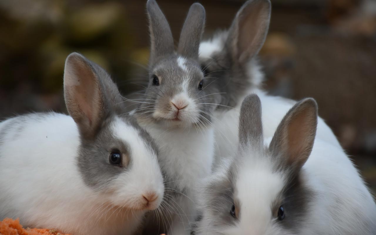 四只灰色和白色的兔子看着相机。当你掌握多种语言时，不要追逐太多兔子。