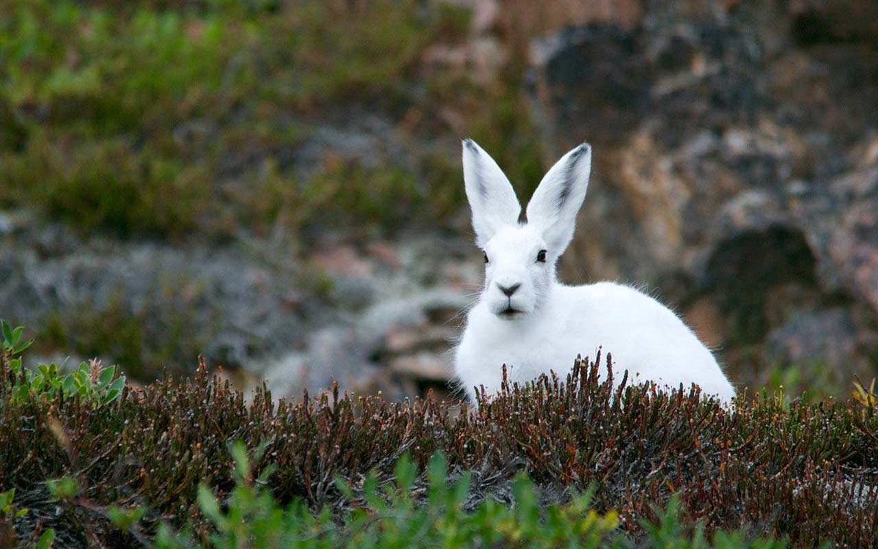 一只白色的北极野兔，竖着巨大的耳朵，坐在一块空地上。就像太阳系记忆法一样，你可以用兔子的耳朵来记住地球。